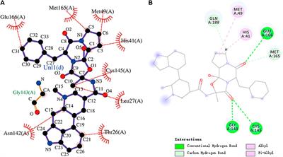 Screening of potential inhibitors targeting the main protease structure of SARS-CoV-2 via molecular docking